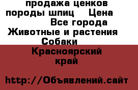 продажа ценков породы шпиц  › Цена ­ 35 000 - Все города Животные и растения » Собаки   . Красноярский край